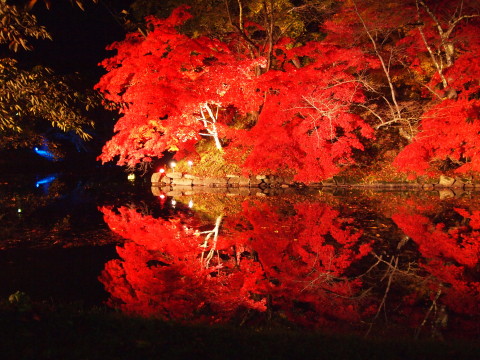 弘前公園20121111*紅葉ライトアップ_b0147224_20592928.jpg
