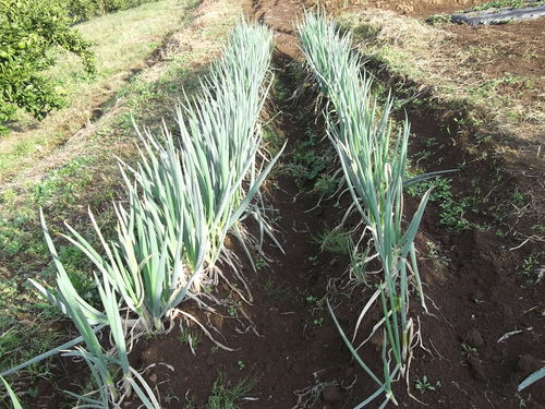 秋冬野菜の収穫...もうすぐ鍋の美味しい季節。_b0137932_1930979.jpg