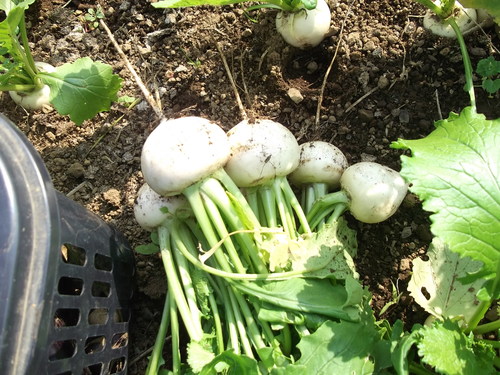 秋冬野菜の収穫...もうすぐ鍋の美味しい季節。_b0137932_1971569.jpg