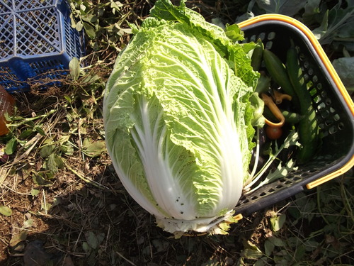 秋冬野菜の収穫...もうすぐ鍋の美味しい季節。_b0137932_1972020.jpg