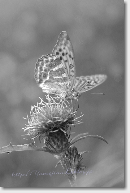 a0143439_2344514.jpg