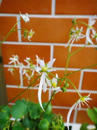 a0056140_15374021.gif