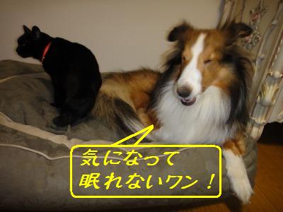 ボク、ニャンと一緒に使いますワン♪_e0195743_236863.jpg