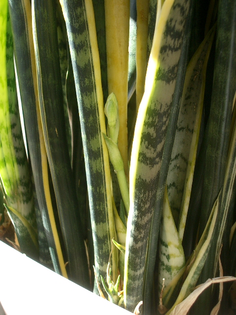 幻の花_a0155844_16134255.jpg