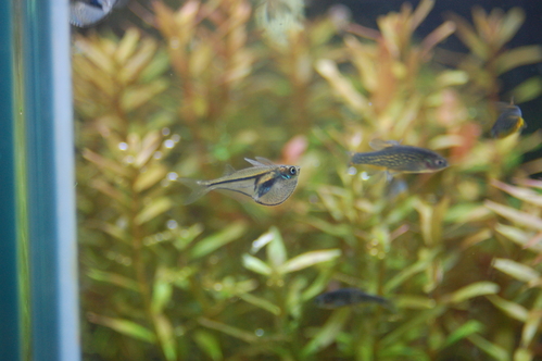 熱帯魚入荷情報 メディアニュース