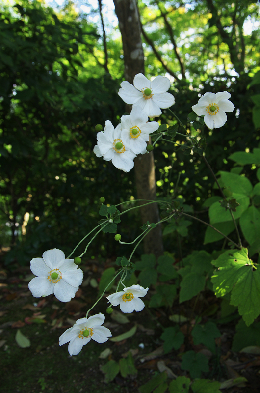 色づく境内（常寂光寺）_f0155048_23515454.jpg