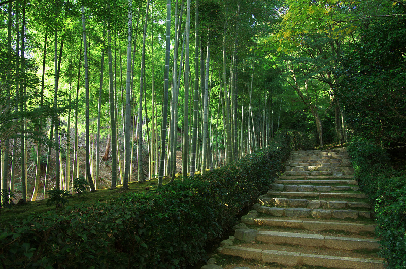 色づく境内（常寂光寺）_f0155048_23521233.jpg