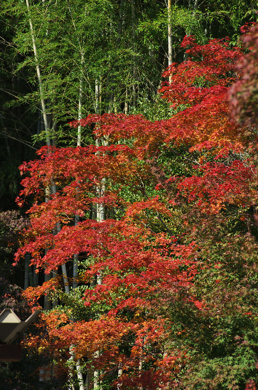 色づく境内（常寂光寺）_f0155048_2352891.jpg