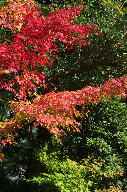 色づく境内（常寂光寺）_f0155048_23531183.jpg