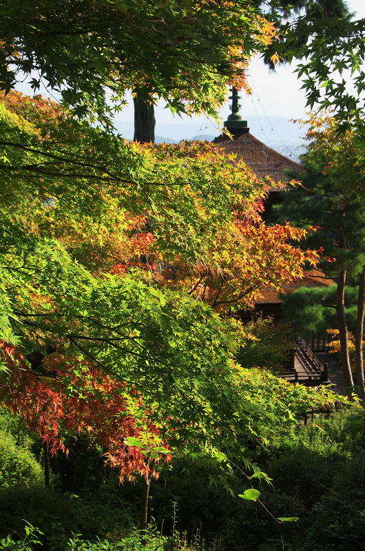 色づく境内（常寂光寺）_f0155048_23532363.jpg