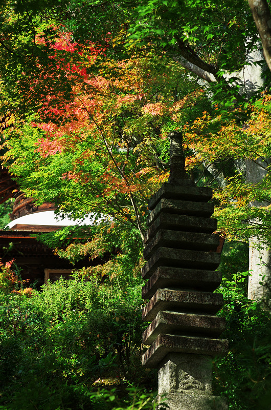 色づく境内（常寂光寺）_f0155048_2353436.jpg