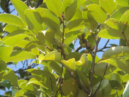 うみべの森を育てる会:定例植物観察 in せんなん里海公園_c0108460_19504858.jpg