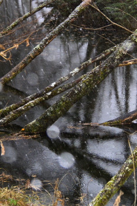 c0202860_1113425.jpg