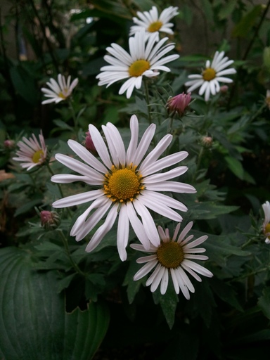 a0252462_8452536.jpg