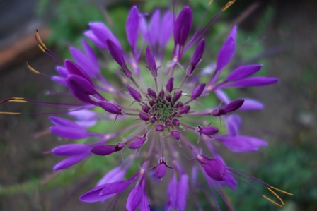 e0015964_2147233.jpg