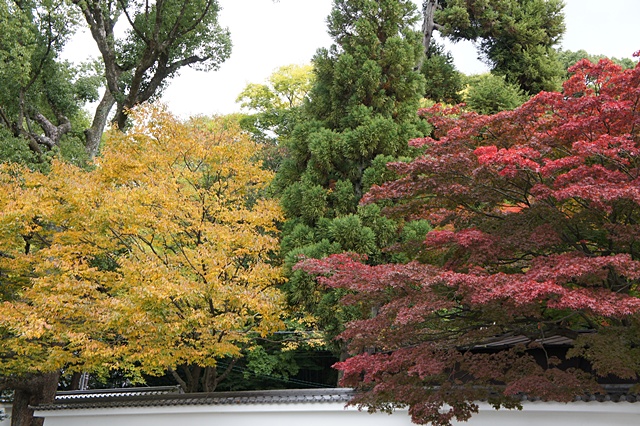 京都の紅葉 2012  　知恩院_e0177271_10551862.jpg