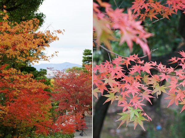 京都の紅葉 2012  　知恩院_e0177271_11101448.jpg