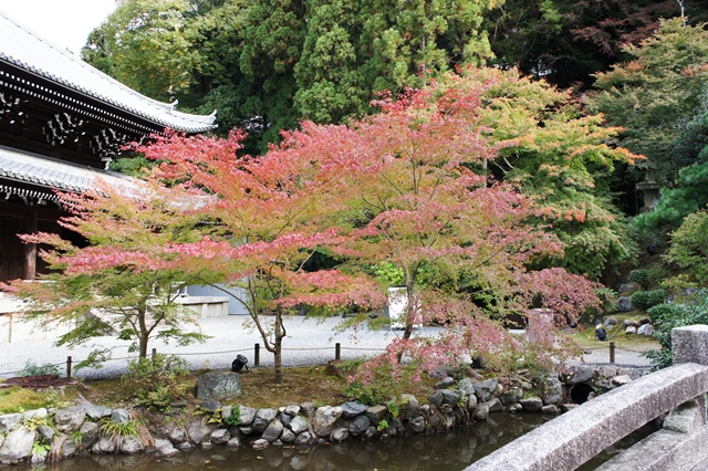 京都の紅葉 2012  　知恩院_e0177271_1192743.jpg