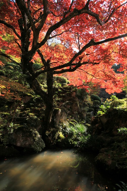 湖東三山　金剛輪寺_c0196076_222147.jpg