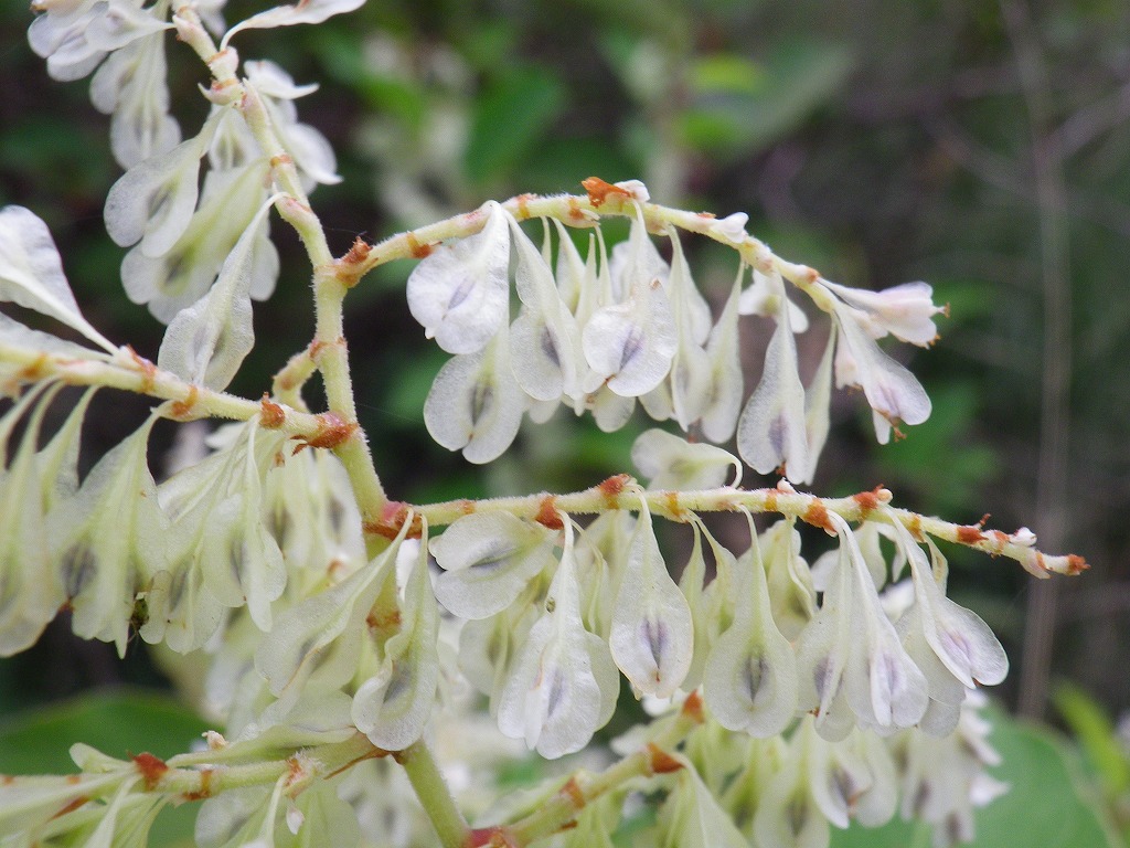 虎杖 イタドリ の花と実 自然風の自然風だより