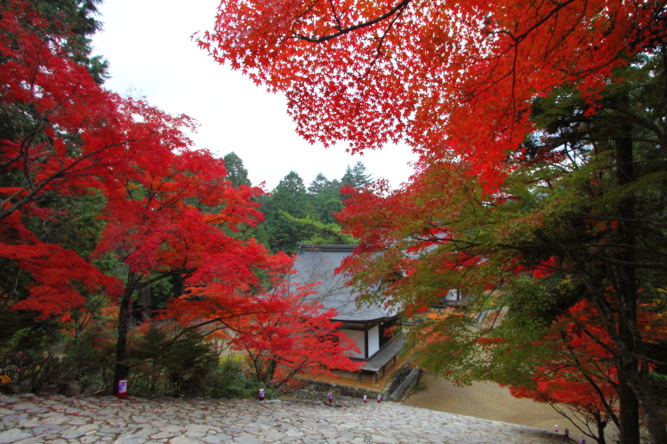 紅葉の三尾_e0051888_223736100.jpg
