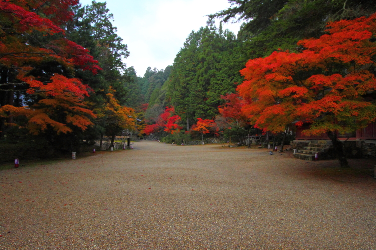 紅葉の三尾_e0051888_2237713.jpg