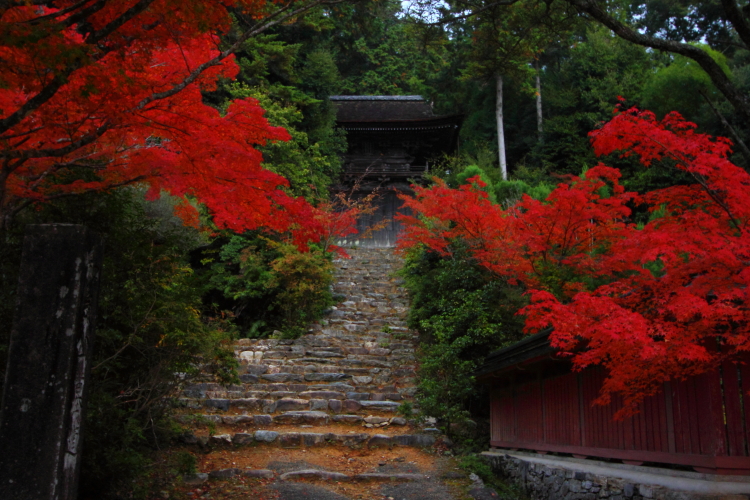 紅葉の三尾_e0051888_2237935.jpg