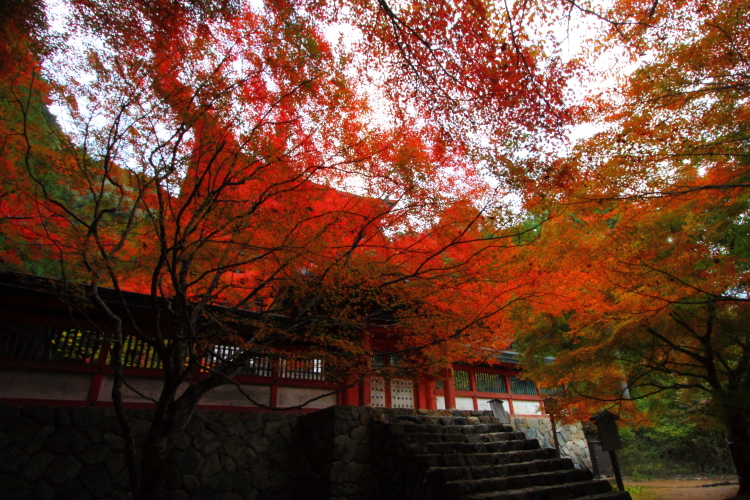 紅葉の三尾_e0051888_22381262.jpg