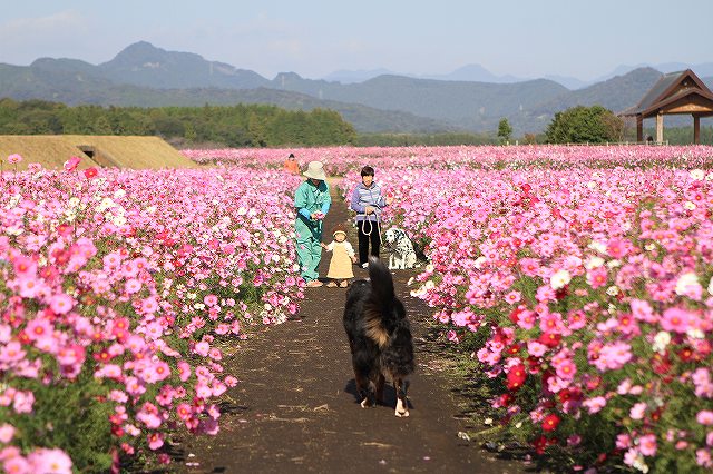 菜の花の準備_e0145693_20542129.jpg