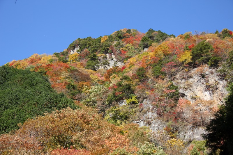 キラキラ かがやく奥多摩へ 川苔山 12 11 10 土 山と野と