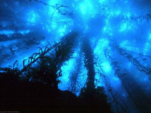 深海生物・新種 (画像ｱﾘ)：水深3300mで奇妙な生物を発見☆ _a0293798_052492.jpg