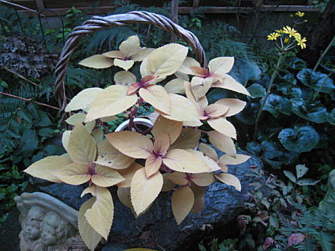 d0046702_8494765.jpg