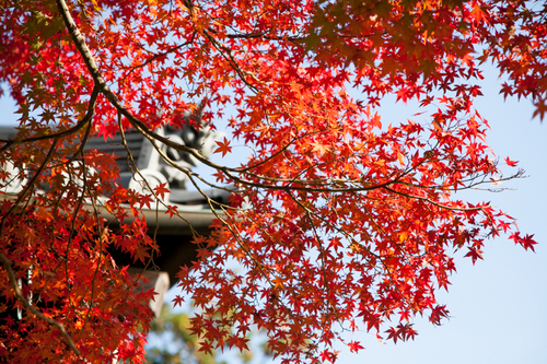 初めての朝護孫子寺。_c0043403_2044292.jpg