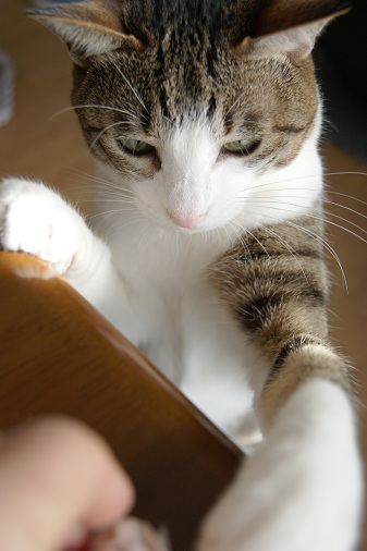 ゆすらの一日_a0122205_150294.jpg