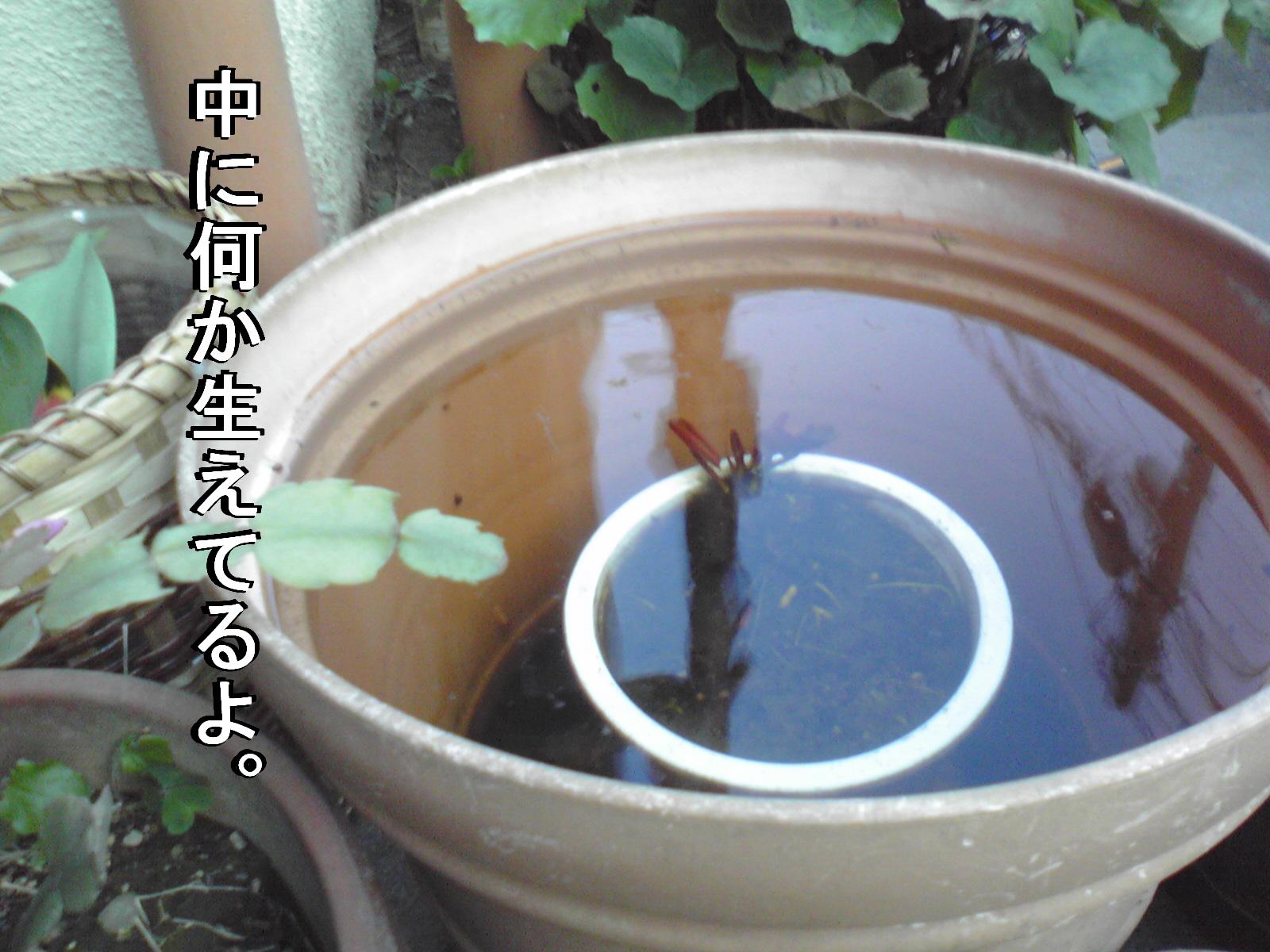 a0288706_1716696.jpg