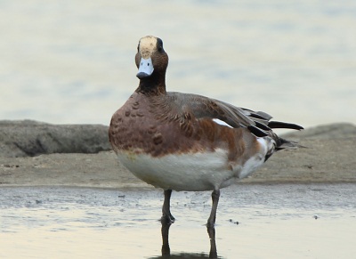 アメリカヒドリ♂♀　・　コガモ♀       _d0177108_23195353.jpg