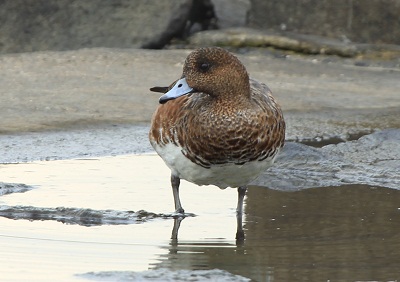 アメリカヒドリ♂♀　・　コガモ♀       _d0177108_23212214.jpg