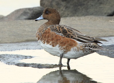 アメリカヒドリ♂♀　・　コガモ♀       _d0177108_23214463.jpg