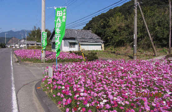 満開のコスモス花壇_d0154609_1549185.jpg