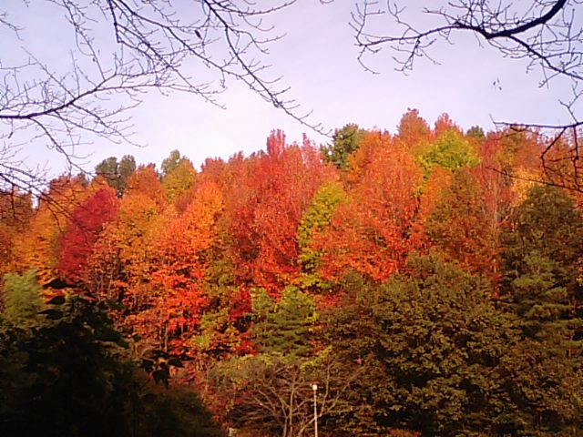 新居浜市滝宮公園の紅葉バフウ…2012・11・12_f0231709_0515072.jpg