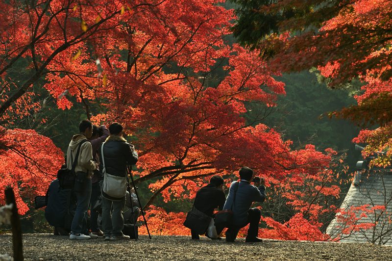 2012京都の紅葉・神護寺 其の二_f0032011_19474947.jpg