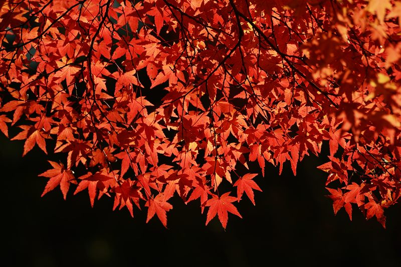 2012京都の紅葉・神護寺 其の二_f0032011_19481250.jpg