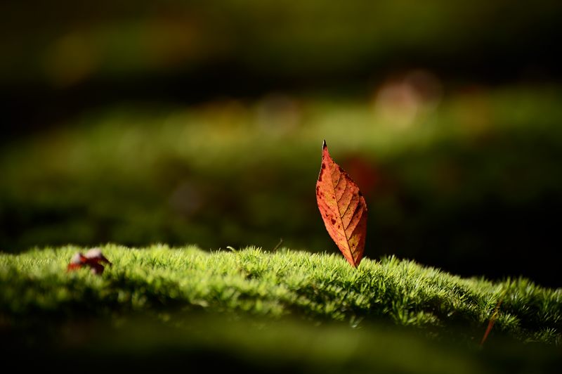 2012京都の紅葉・神護寺 其の二_f0032011_19501324.jpg