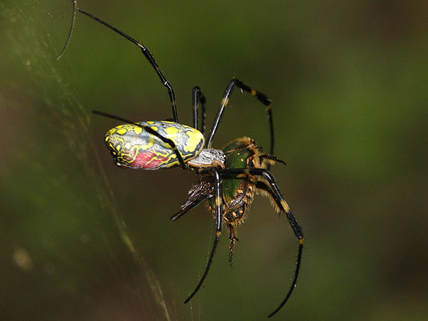 捕食者_b0033112_20463320.jpg