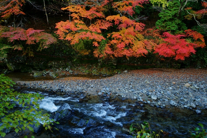 紅葉の清滝川にて_e0177413_2229396.jpg