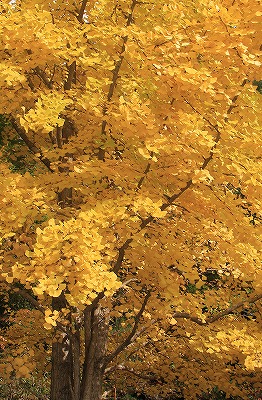 a0087818_19541255.jpg