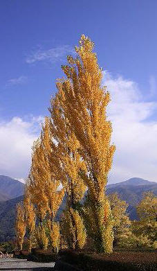 a0087818_2001846.jpg