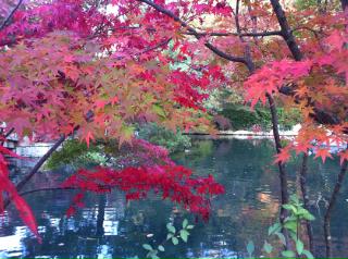 京都　懐石料理教室　＆　紅葉_d0183218_21485834.jpg