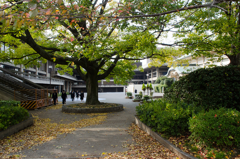 2012-11-13　本日の京都会館（工事中写真）_d0226819_19561751.jpg