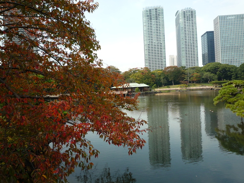 「この木なんの木」講座。浜離宮恩賜庭園にて_b0211926_2265061.jpg